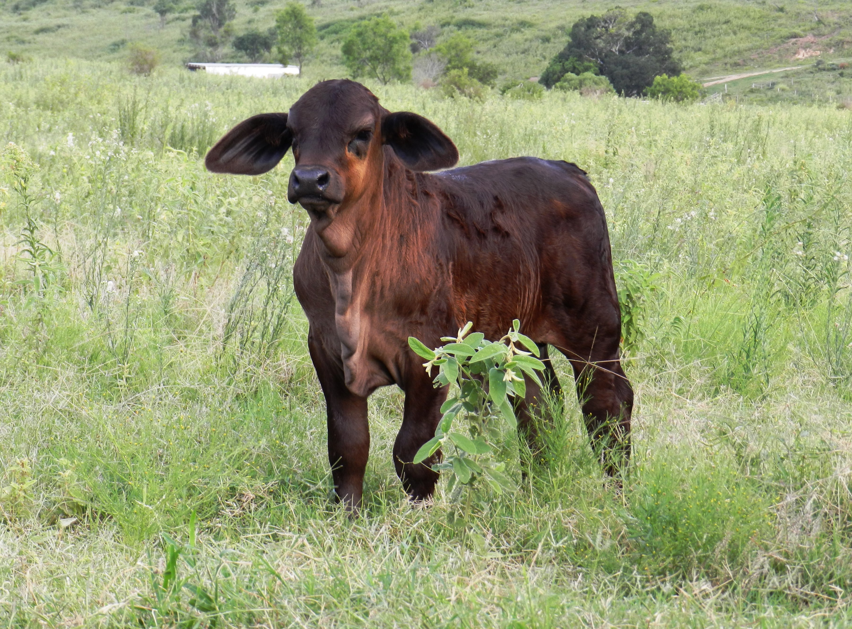 Bull calf (DOB: 16/12/21)